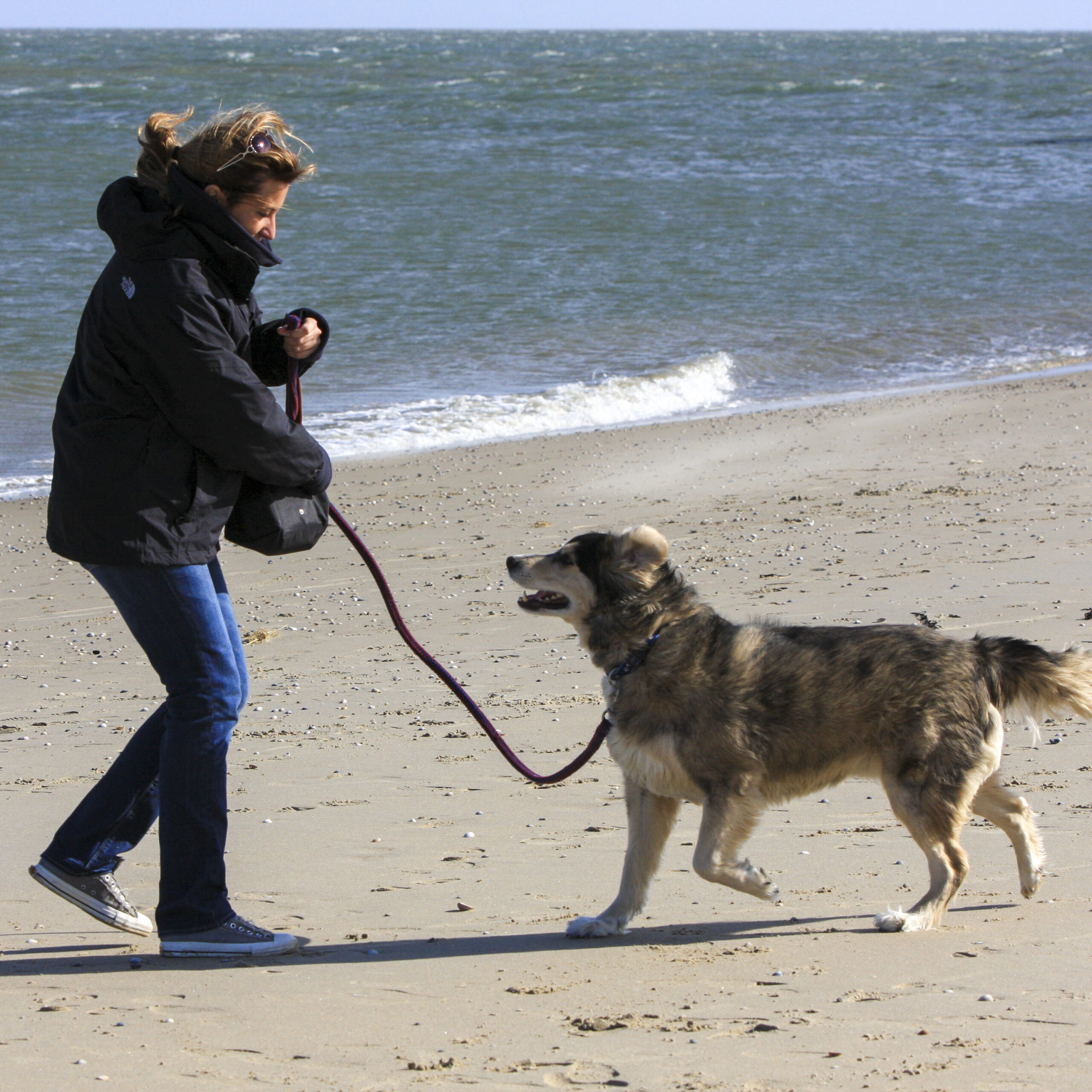 Workshop Hund